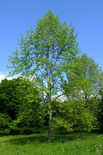May tree photo