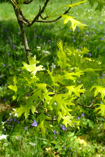 May close-up photo
