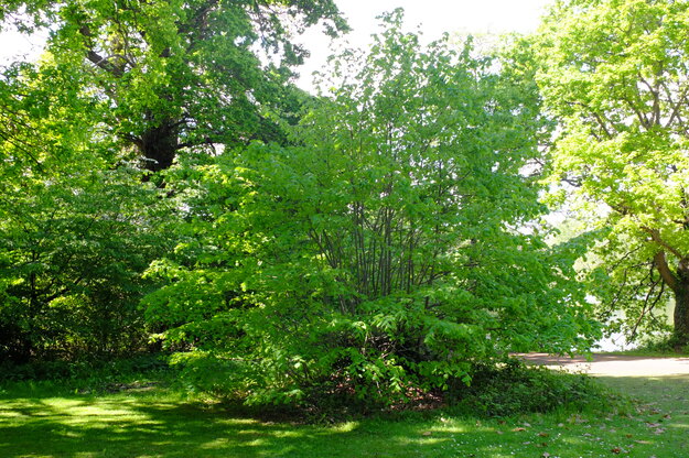May tree photo