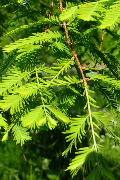 May close-up photo
