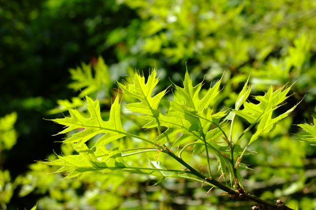 May close-up photo