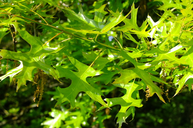 May close-up photo