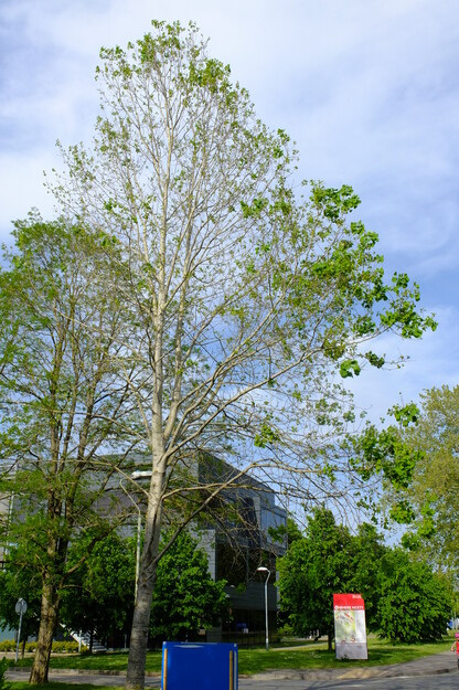 May tree photo