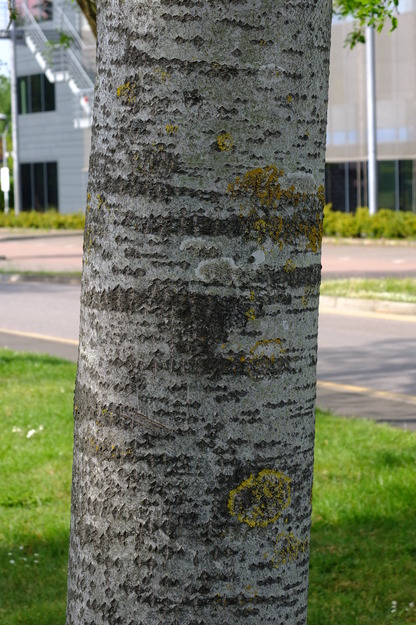May close-up photo