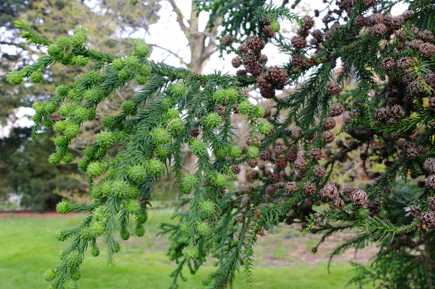 May close-up photo