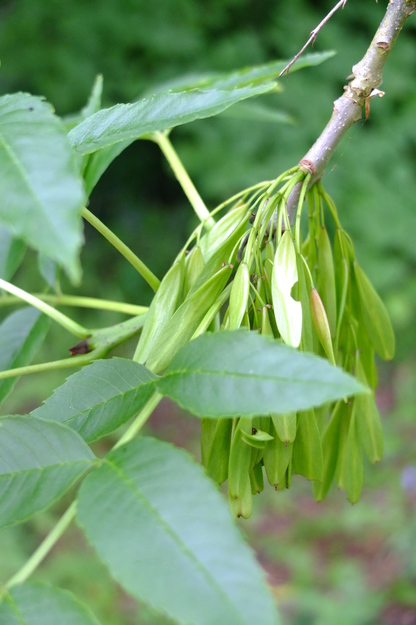 May close-up photo
