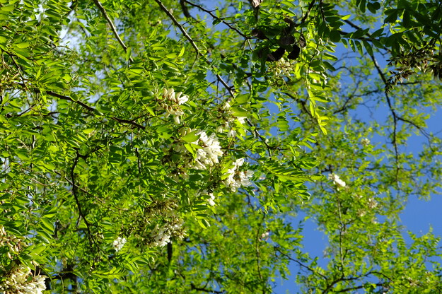 May close-up photo