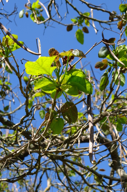May close-up photo