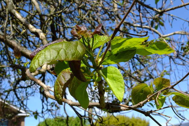 May close-up photo