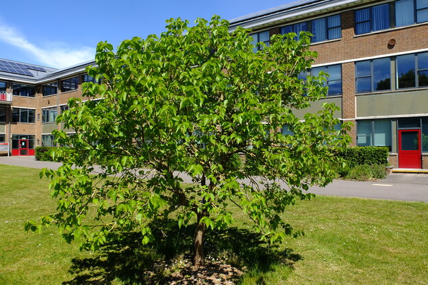 May tree photo