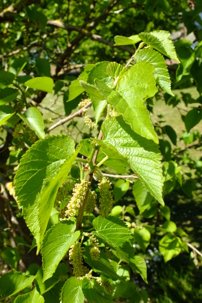 May close-up photo