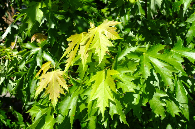 May close-up photo