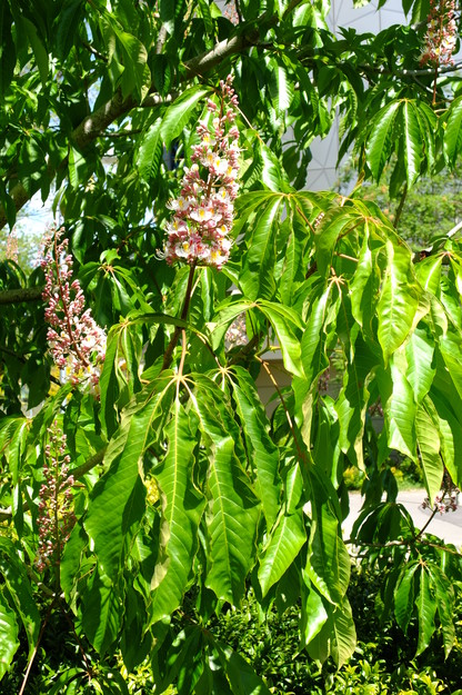 May close-up photo