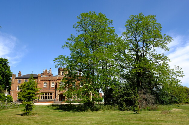May tree photo