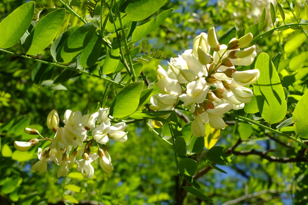 May close-up photo