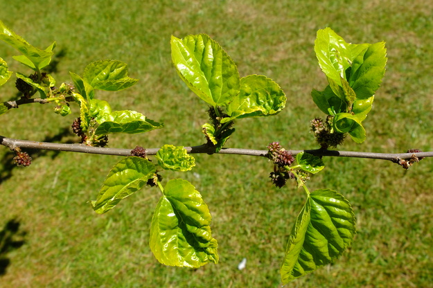 May close-up photo