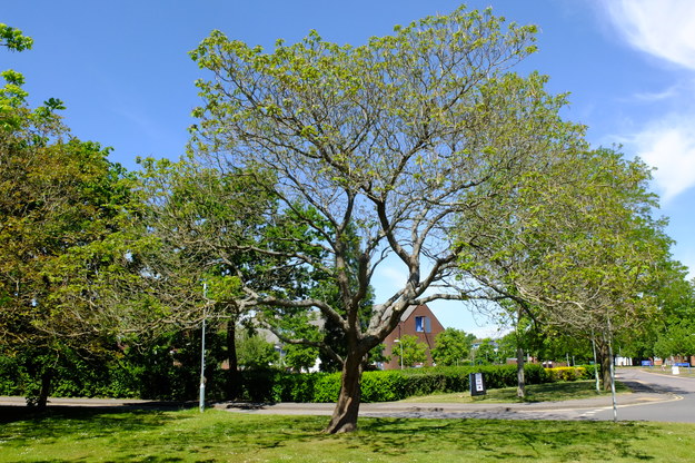 May tree photo