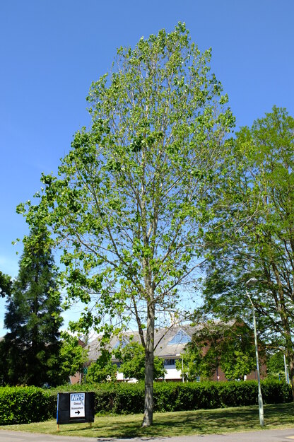 May tree photo