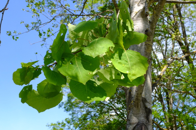 May close-up photo
