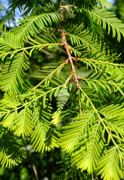 May close-up photo
