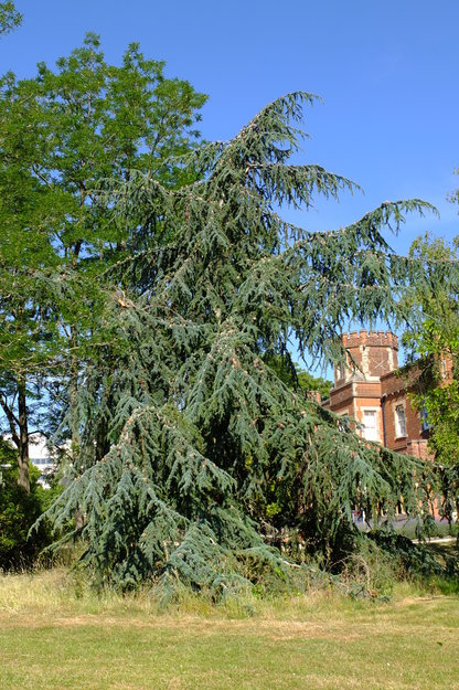 Park House tree photo