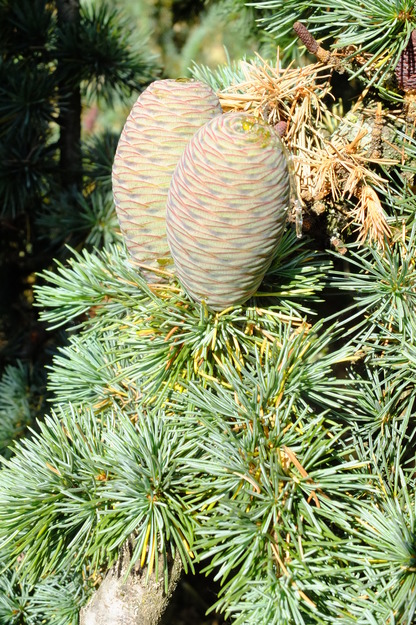 June close-up photo