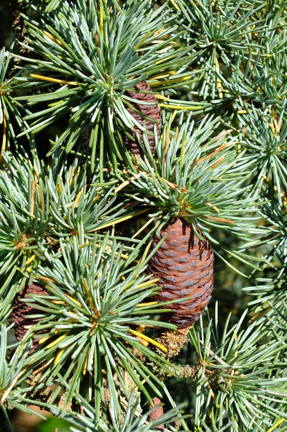 June close-up photo