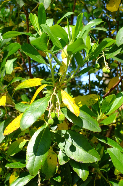 June close-up photo