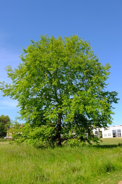 June tree photo