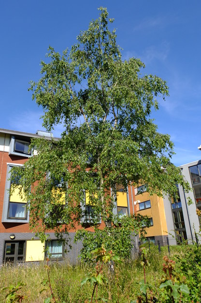 June tree photo