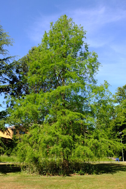 June tree photo