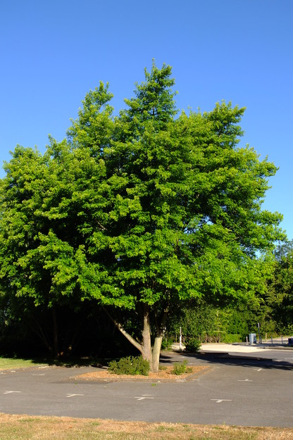 June tree photo