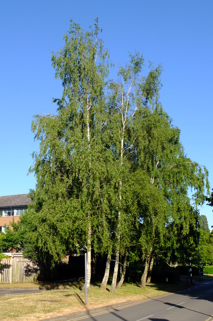 June tree photo