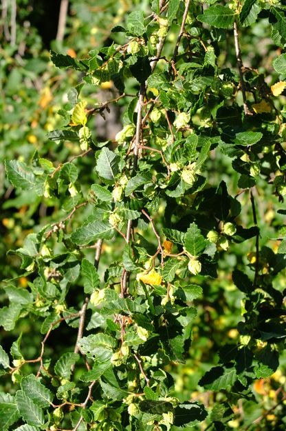 June close-up photo