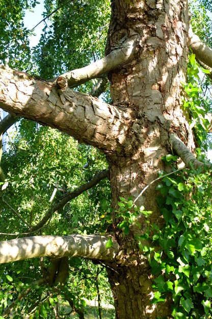 June close-up photo
