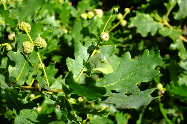 July close-up photo
