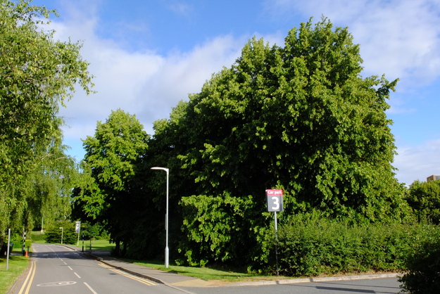 July tree photo