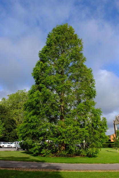 July tree photo