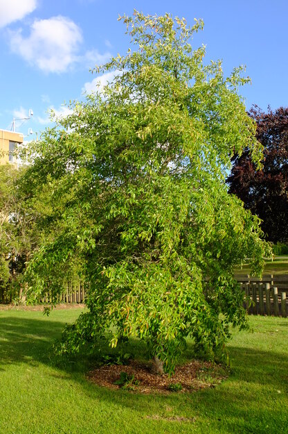July tree photo