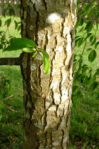 July close-up photo