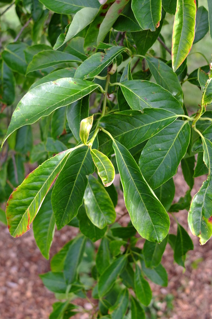 July close-up photo