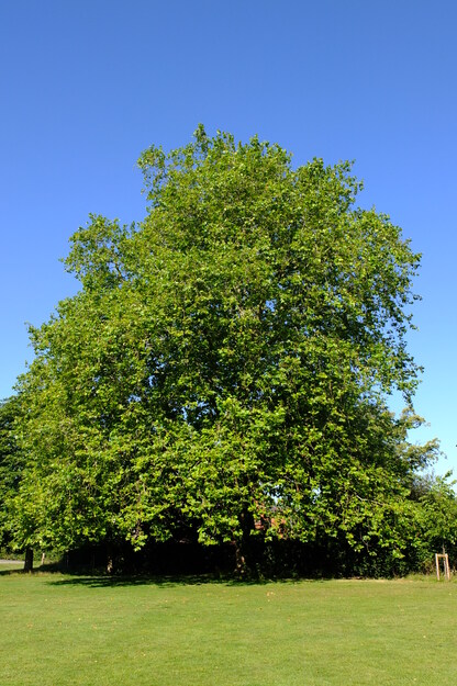 July tree photo