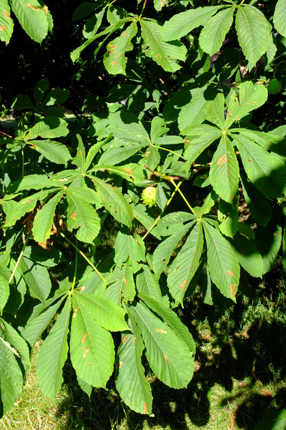 July close-up photo