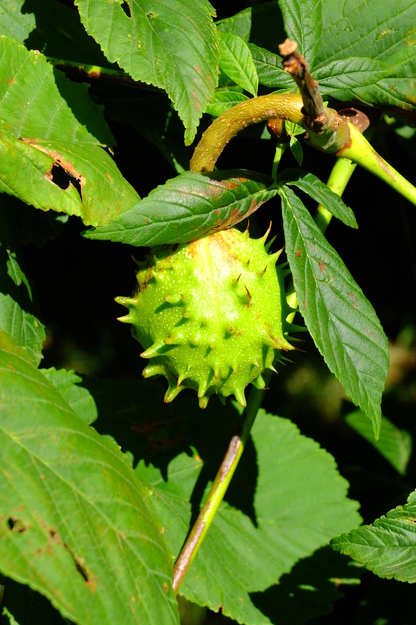 July close-up photo