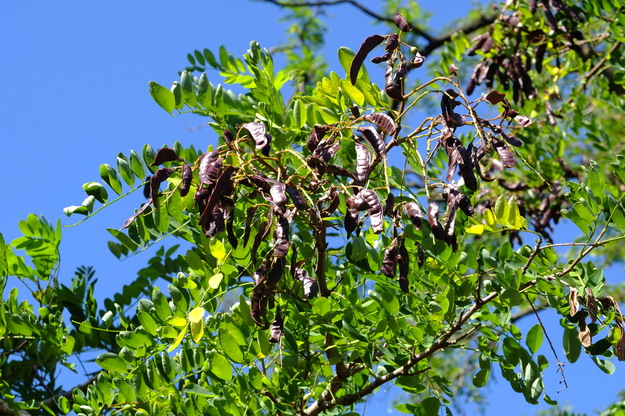 July close-up photo