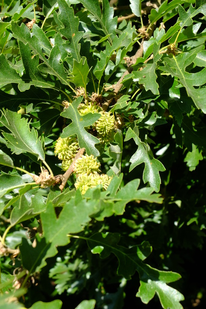 July close-up photo