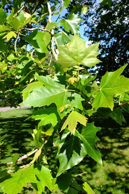 July close-up photo