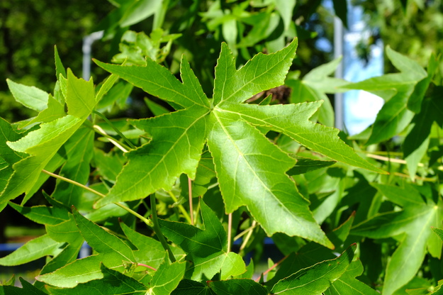 July close-up photo
