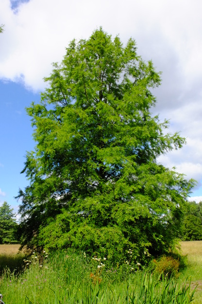 July tree photo