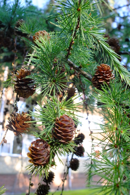 July close-up photo